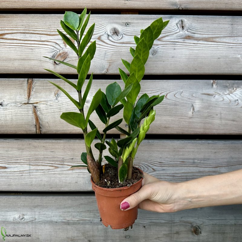 Zamioculcas zamifolia (Zamiokulkas), kont. C1L, výška: 30-35 cm
